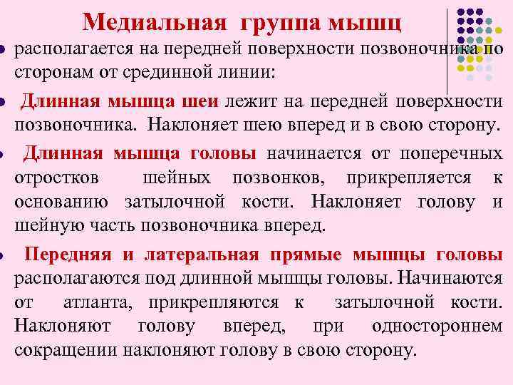  Медиальная группа мышц l l располагается на передней поверхности позвоночника по сторонам от