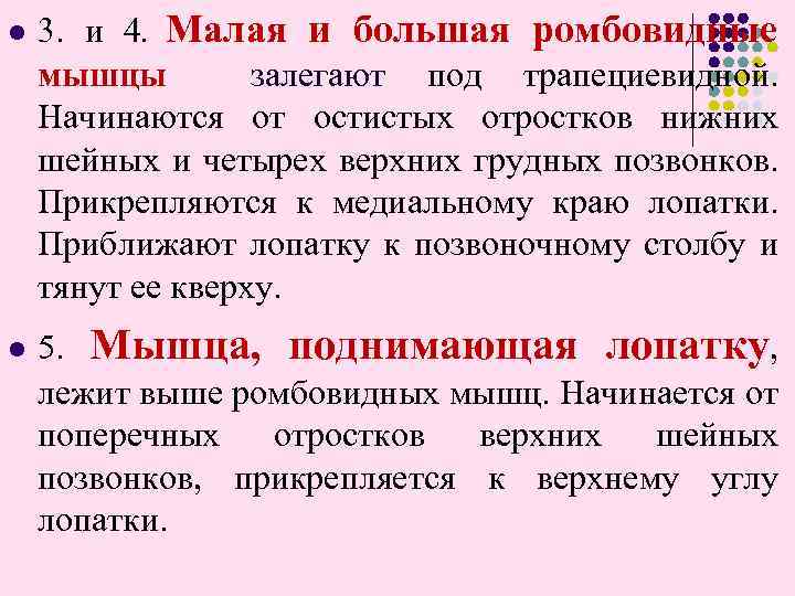 и 4. Малая и большая ромбовидные мышцы залегают под трапециевидной. Начинаются от остистых отростков