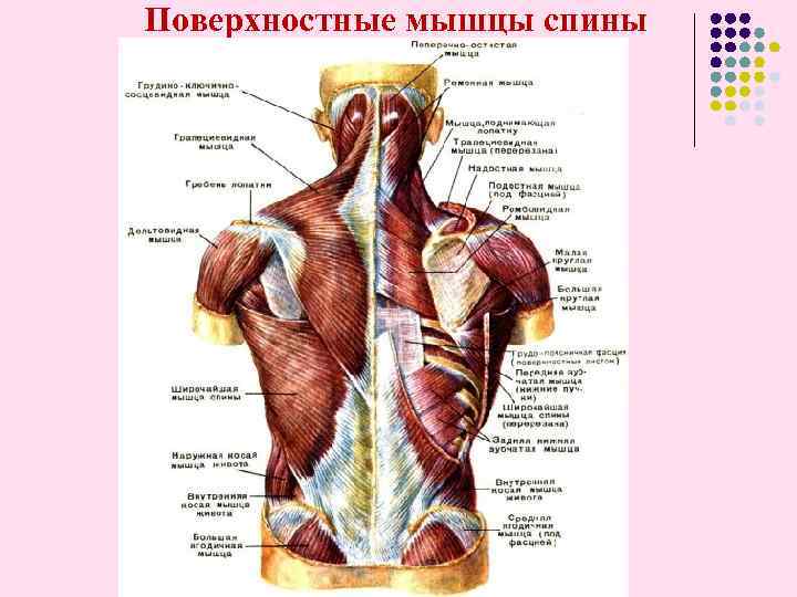 Поверхностные мышцы спины 