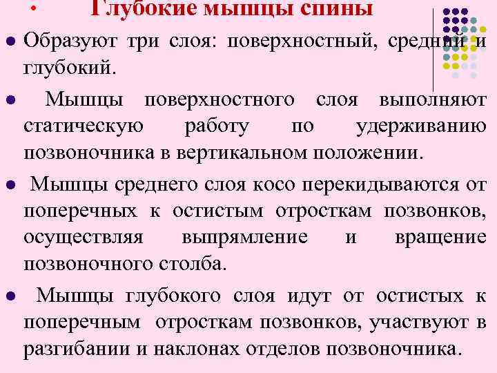  • l l Глубокие мышцы спины Образуют три слоя: поверхностный, средний и глубокий.