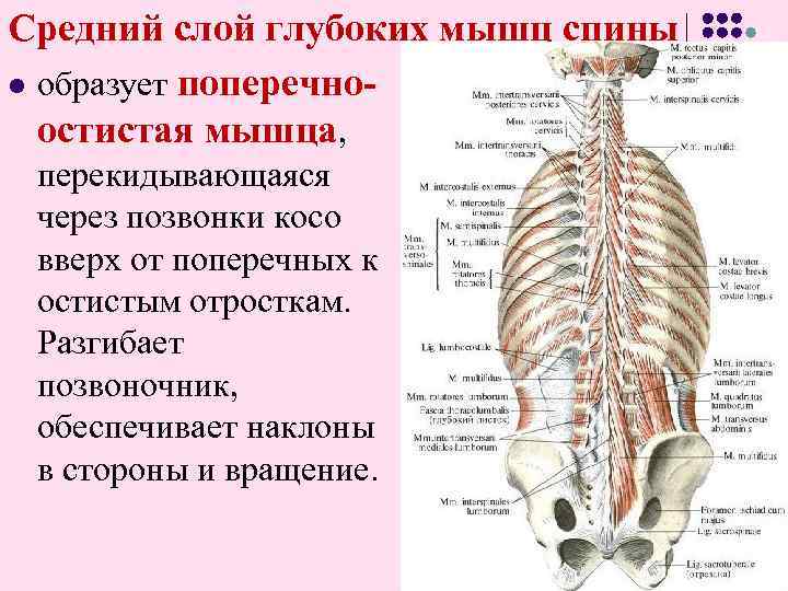 Средний слой глубоких мышц спины l образует поперечноостистая мышца, перекидывающаяся через позвонки косо вверх