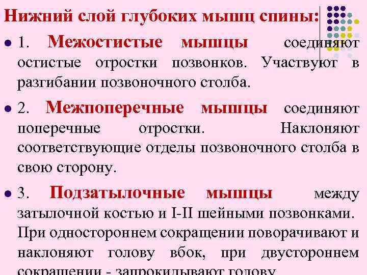 Нижний слой глубоких мышц спины: l 1. Межостистые мышцы соединяют остистые отростки позвонков. Участвуют