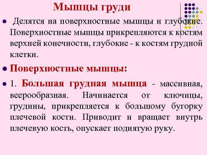 Мышцы груди l Делятся на поверхностные мышцы и глубокие. Поверхностные мышцы прикрепляются к костям