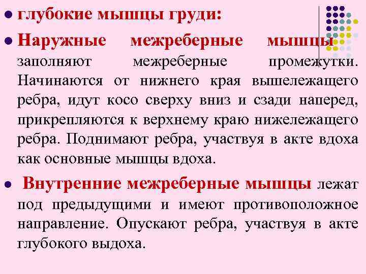 глубокиe мышцы груди: l Наружные межреберные l мышцы заполняют межреберные промежутки. Начинаются от нижнего