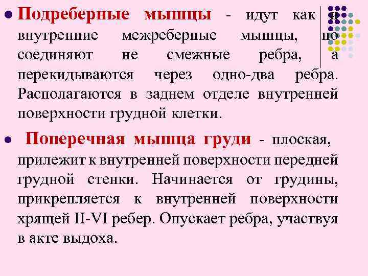 l Подреберные мышцы - идут как и внутренние межреберные мышцы, но соединяют не смежные