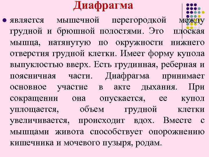  Диафрагма l является мышечной перегородкой между грудной и брюшной полостями. Это плоская мышца,