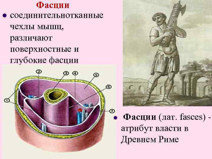 l Фасции соединительнотканные чехлы мышц, различают поверхностные и глубокие фасции l Фасции (лат. fasces)