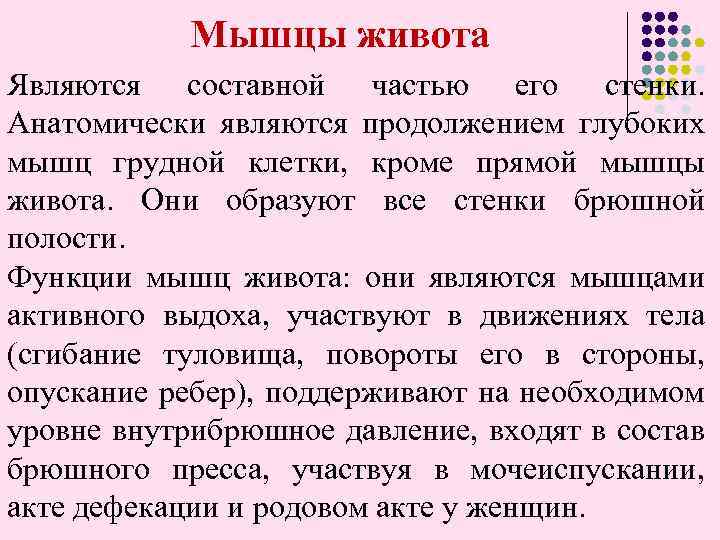  Мышцы живота Являются составной частью его стенки. Анатомически являются продолжением глубоких мышц грудной