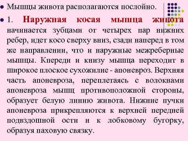 l l Мышцы живота располагаются послойно. 1. Наружная косая мышца живота начинается зубцами от