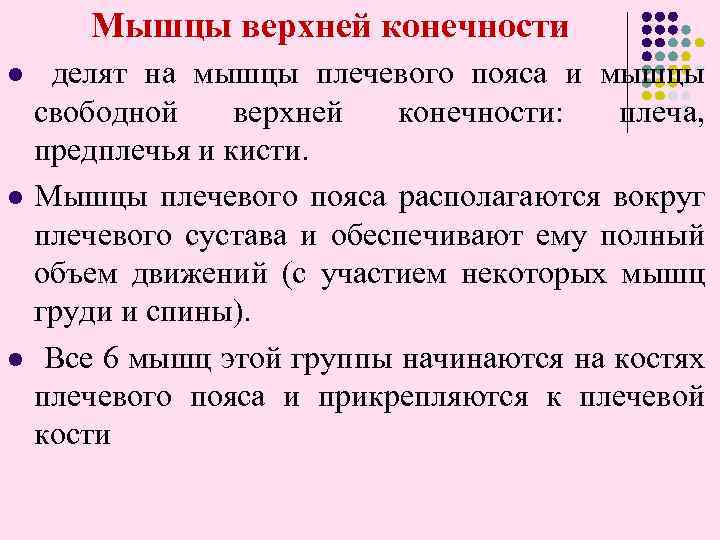 l l l Мышцы верхней конечности делят на мышцы плечевого пояса и мышцы свободной