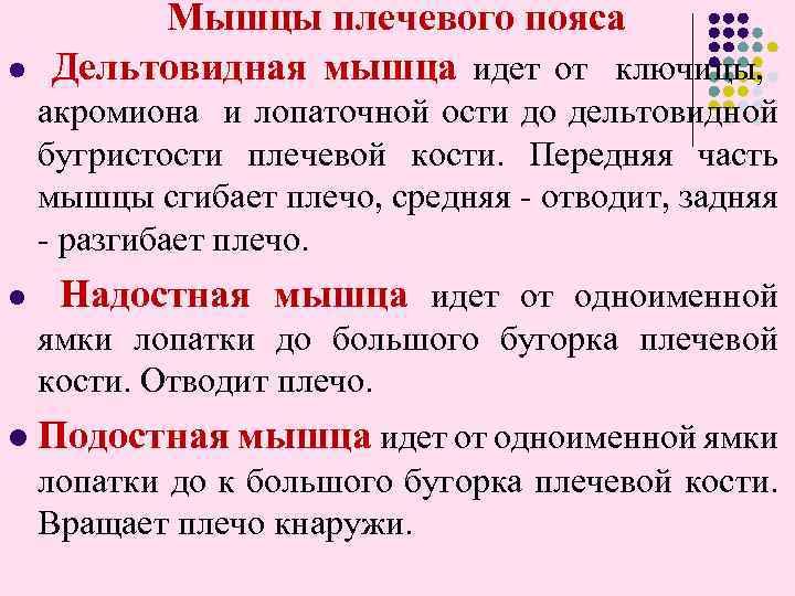  Мышцы плечевого пояса l Дельтовидная мышца идет от ключицы, акромиона и лопаточной ости