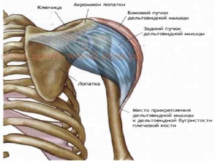 Дельтовидная мышца 