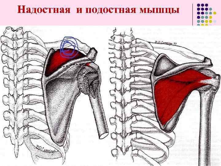  Надостная и подостная мышцы 