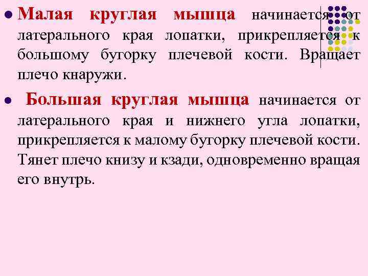 l Малая круглая мышца начинается от латерального края лопатки, прикрепляется к большому бугорку плечевой