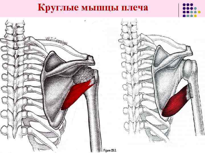 Круглые мышцы плеча 