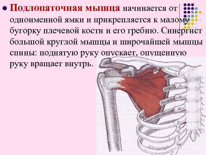 l Подлопаточная мышца начинается от одноименной ямки и прикрепляется к малому бугорку плечевой кости