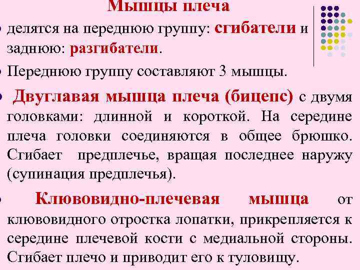 Мышцы плеча l делятся на переднюю группу: сгибатели и l заднюю: разгибатели. Переднюю группу