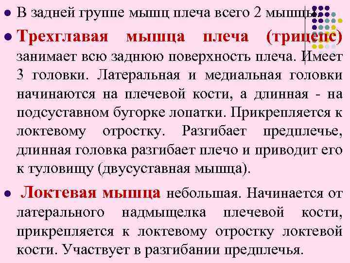 l В задней группе мышц плеча всего 2 мышцы. l Трехглавая мышца плеча (трицепс)