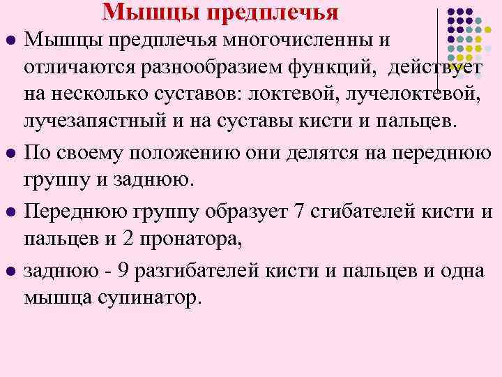  Мышцы предплечья l l Мышцы предплечья многочисленны и отличаются разнообразием функций, действует на