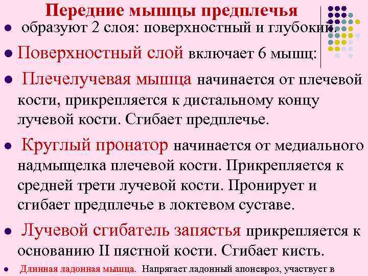 Передние мышцы предплечья l образуют 2 слоя: поверхностный и глубокий. Поверхностный слой включает 6