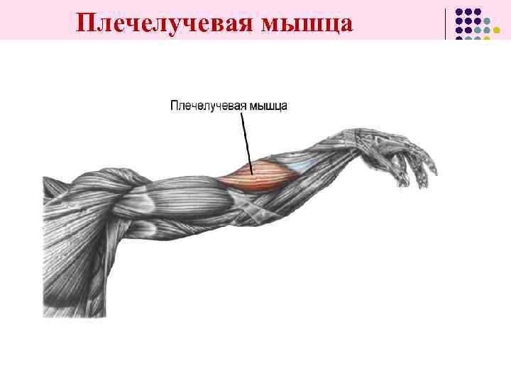 Плечелучевая мышца 