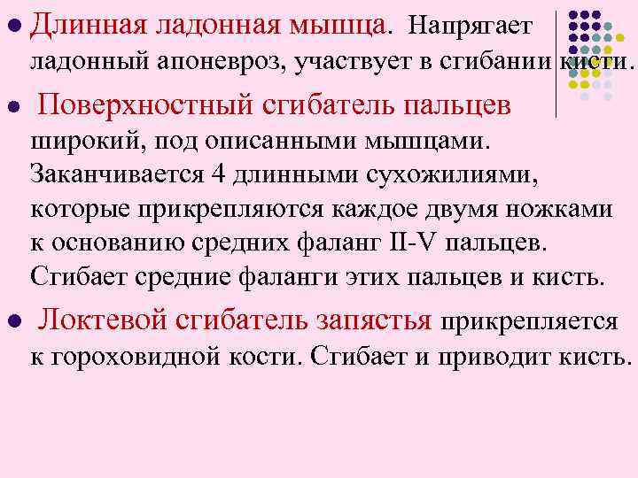 l Длинная ладонная мышца. Напрягает ладонный апоневроз, участвует в сгибании кисти. l l Поверхностный