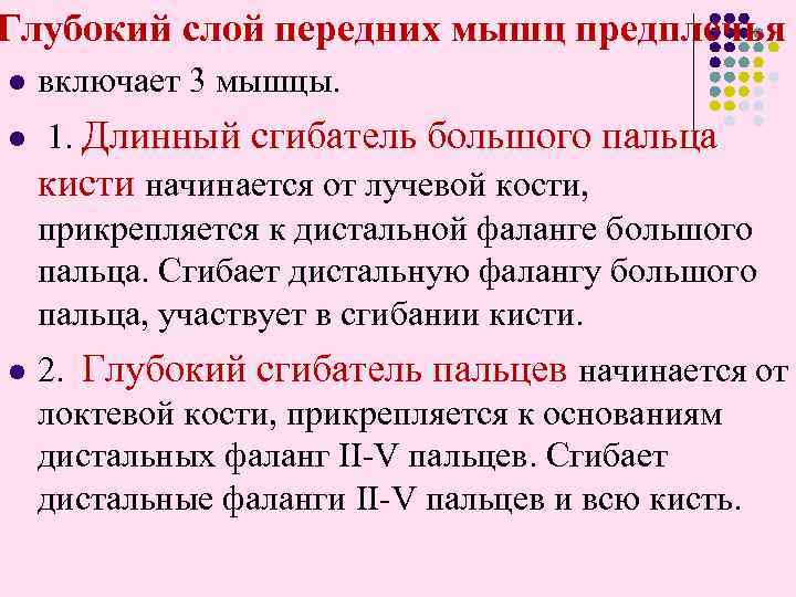 Глубокий слой передних мышц предплечья l l l включает 3 мышцы. 1. Длинный сгибатель