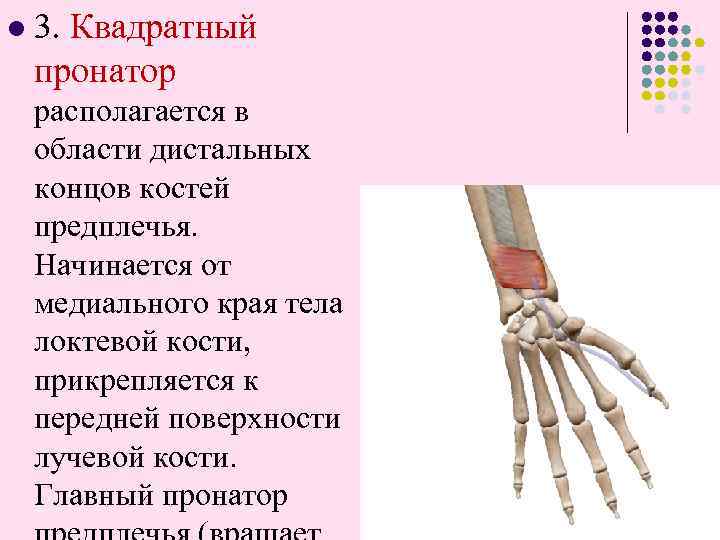 l 3. Квадратный пронатор располагается в области дистальных концов костей предплечья. Начинается от медиального