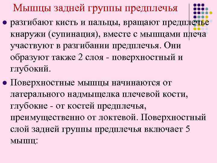 Мышцы задней группы предплечья l l разгибают кисть и пальцы, вращают предплечье кнаружи (супинация),