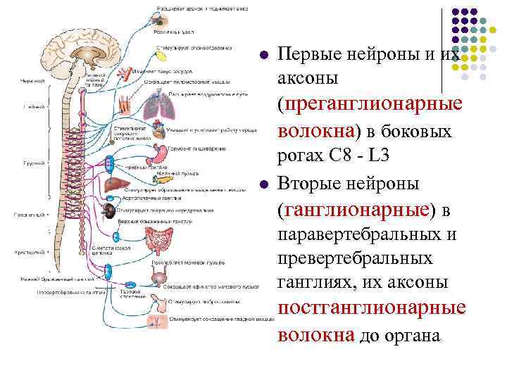 l l Первые нейроны и их аксоны (преганглионарные волокна) в боковых рогах C 8
