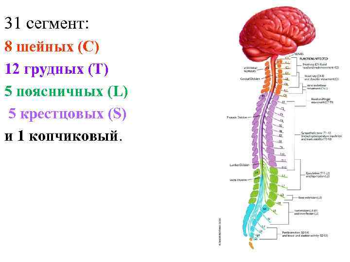 l 31 сегмент: 8 шейных (C) 12 грудных (T) 5 поясничных (L) 5 крестцовых