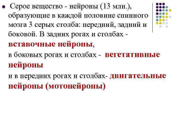l Серое вещество - нейроны (13 млн. ), образующие в каждой половине спинного мозга