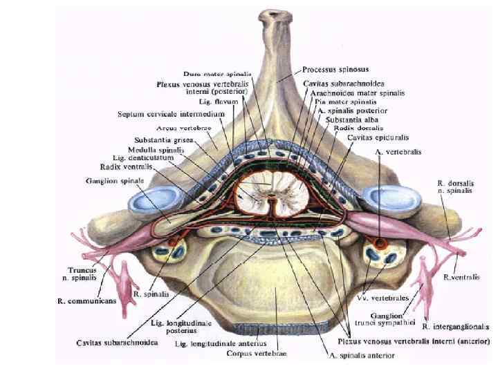 Оболочки СМ l l имеет три оболочки: и наружная – твердая средняя - паутинная