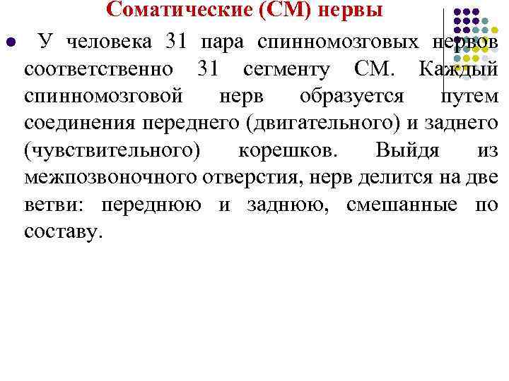 l Соматические (СМ) нервы У человека 31 пара спинномозговых нервов соответственно 31 сегменту СМ.