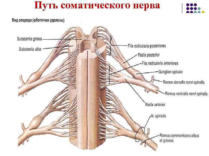 Путь соматического нерва 