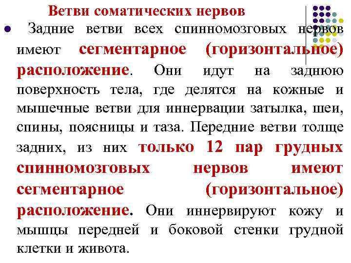 l Ветви соматических нервов Задние ветви всех спинномозговых нервов имеют сегментарное (горизонтальное) расположение. Они