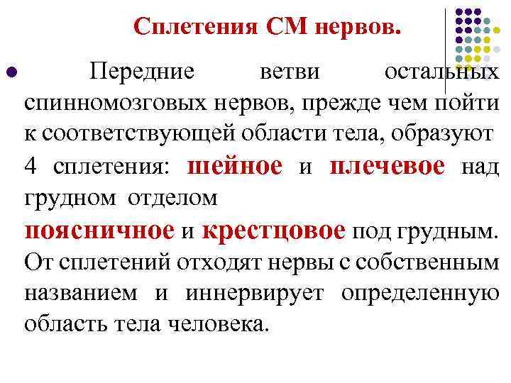  Сплетения СМ нервов. l Передние ветви остальных спинномозговых нервов, прежде чем пойти к