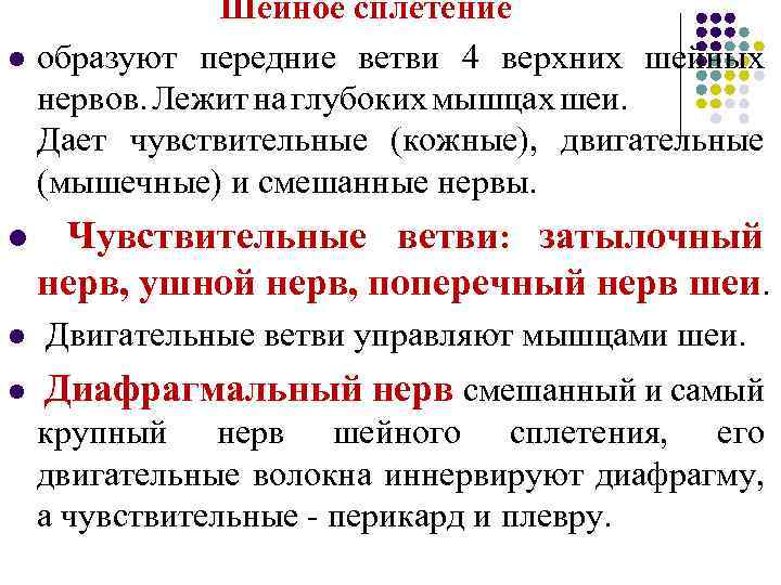 l Шейное сплетение образуют передние ветви 4 верхних шейных нервов. Лежит на глубоких мышцах