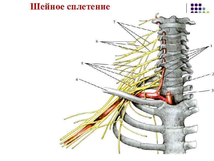 Шейное сплетение 