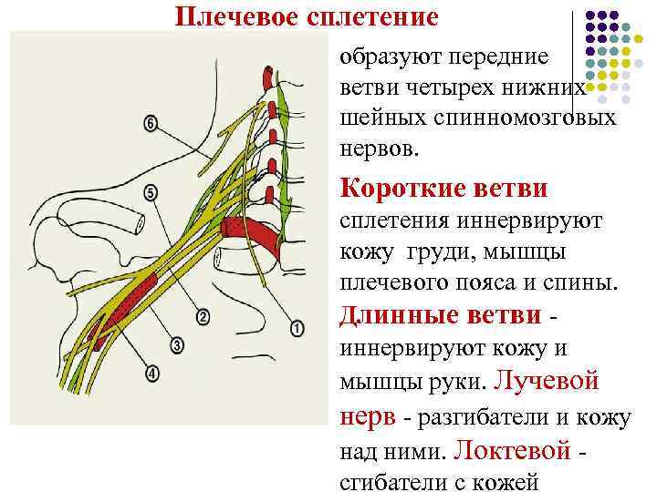 Плечевое сплетение l образуют передние ветви четырех нижних шейных спинномозговых нервов. l Короткие ветви