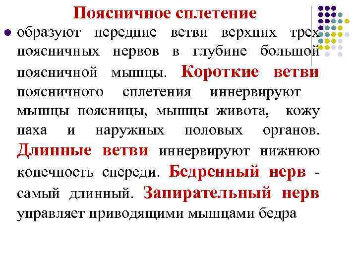 Поясничное сплетение l образуют передние ветви верхних трех поясничных нервов в глубине большой поясничной