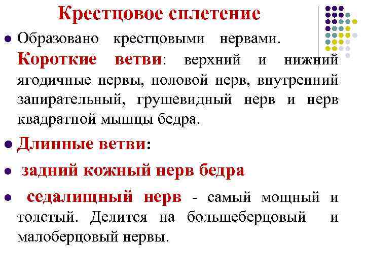  Крестцовое сплетение l Образовано крестцовыми нервами. Короткие ветви: верхний и нижний ягодичные нервы,