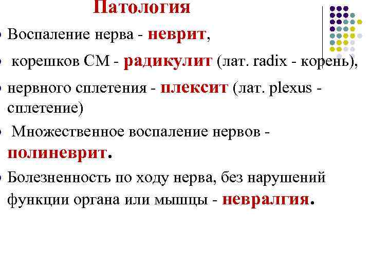Патология l Воспаление нерва - неврит, l корешков СМ - радикулит (лат. radix -