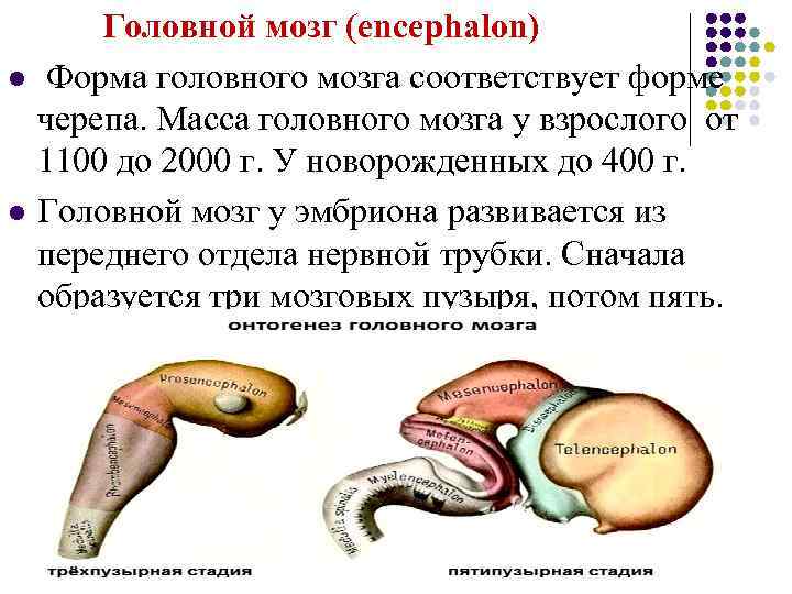 l l Головной мозг (encephalon) Форма головного мозга соответствует форме черепа. Масса головного мозга