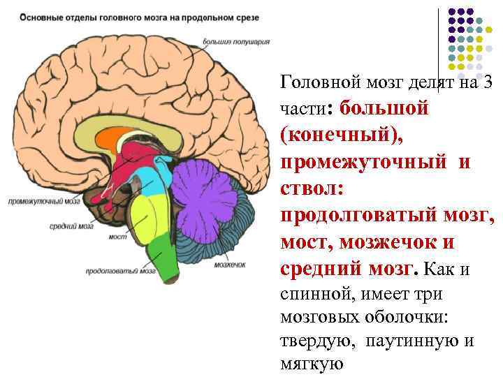 Головной мозг делят на 3 части: большой (конечный), промежуточный и ствол: продолговатый мозг, мост,