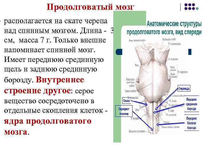 l Продолговатый мозг располагается на скате черепа над спинным мозгом. Длина - 3 см,