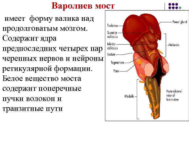  Варолиев мост имеет форму валика над продолговатым мозгом. Содержит ядра предпоследних четырех пар