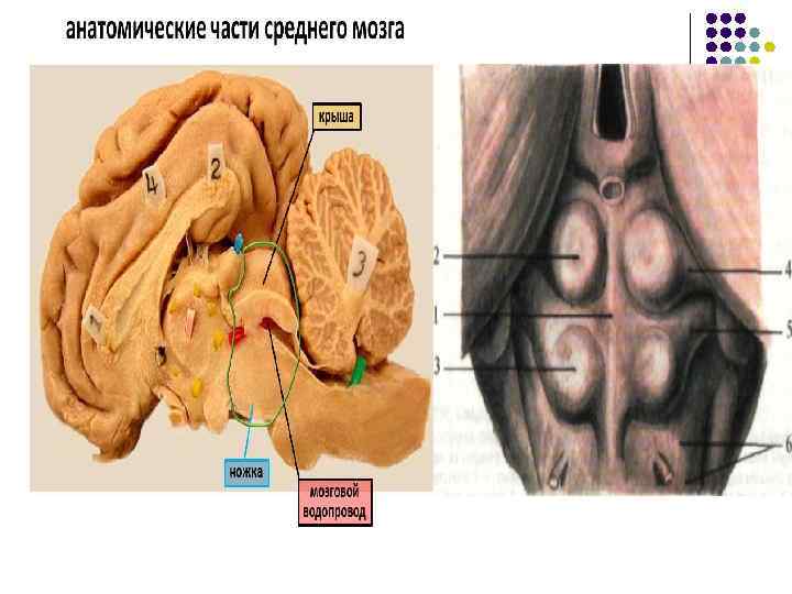 Средний мозг l l l состоит из двух ножек и крыши (пластина четверохолмия). Внутри