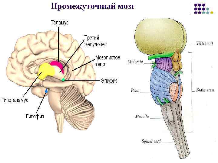 Промежуточный мозг 