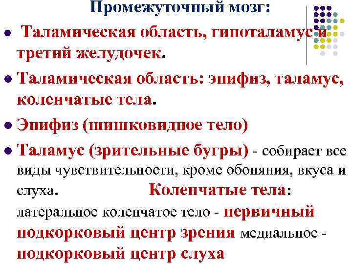 Промежуточный мозг: l Таламическая область, гипоталамус и третий желудочек. l Таламическая область: эпифиз, таламус,